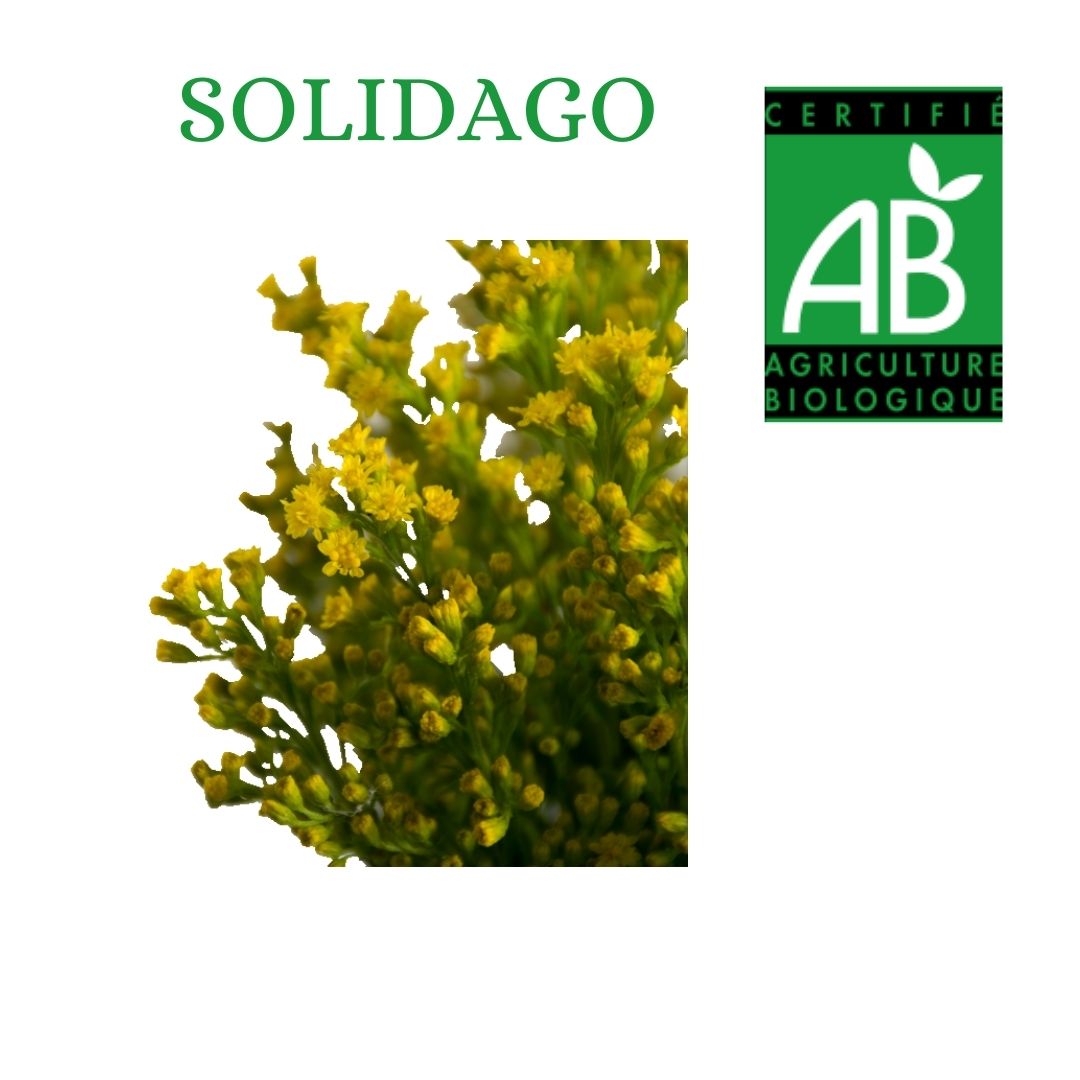 SOLIDAGO 70 PRODUCTION BIO